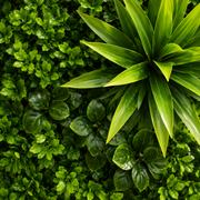 Planta Artificială Panou de Gard Viu Cimișir, 100 x 100 cm, Verde