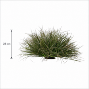 Planta Artificială Tufă de Iarbă Tip Ceapă Curbată, 28 cm, Densitate Redusă, Verde Închis, Fara Ghiveci
