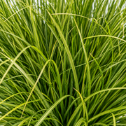 Planta Artificială Tufă de Iarbă Tip Ceapă Curbată, 38cm, Densitate Mare, Verde, Fara Ghiveci