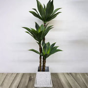 Artificial Plant Dracaena fragrans, without Pot, 180cm Green Artificial Indoor Plants Default Title Alessandro Design